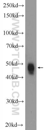 SMAD5 Antibody in Western Blot (WB)