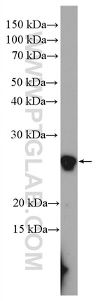 RPE Antibody in Western Blot (WB)