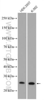 RPE Antibody in Western Blot (WB)