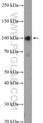 RTF1 Antibody in Western Blot (WB)