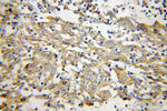 FKBP65 Antibody in Immunohistochemistry (Paraffin) (IHC (P))