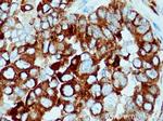 FKBP65 Antibody in Immunohistochemistry (Paraffin) (IHC (P))