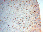 MT3 Antibody in Immunohistochemistry (Paraffin) (IHC (P))