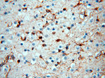 MT3 Antibody in Immunohistochemistry (Paraffin) (IHC (P))