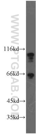 p120 Catenin Antibody in Western Blot (WB)