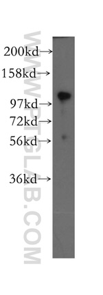 p120 Catenin Antibody in Western Blot (WB)