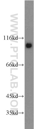 p120 Catenin Antibody in Western Blot (WB)