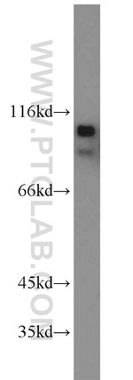 p120 Catenin Antibody in Western Blot (WB)