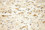 EFHD2 Antibody in Immunohistochemistry (Paraffin) (IHC (P))