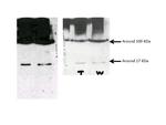 EFHD2 Antibody in Western Blot (WB)