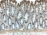 NDRG4 Antibody in Immunohistochemistry (Paraffin) (IHC (P))