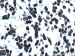 NDRG4 Antibody in Immunohistochemistry (Paraffin) (IHC (P))