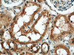 MFN2 Antibody in Immunohistochemistry (Paraffin) (IHC (P))