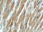 MFN2 Antibody in Immunohistochemistry (Paraffin) (IHC (P))