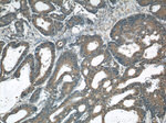 MFN2 Antibody in Immunohistochemistry (Paraffin) (IHC (P))