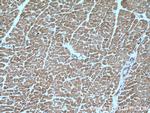 MFN2 Antibody in Immunohistochemistry (Paraffin) (IHC (P))