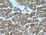 MFN2 Antibody in Immunohistochemistry (Paraffin) (IHC (P))