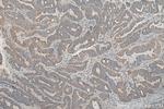 MFN2 Antibody in Immunohistochemistry (Paraffin) (IHC (P))