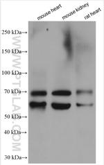 Fibulin 5 Antibody in Western Blot (WB)