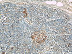 Fibulin 5 Antibody in Immunohistochemistry (Paraffin) (IHC (P))