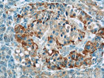 Fibulin 5 Antibody in Immunohistochemistry (Paraffin) (IHC (P))