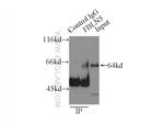 Fibulin 5 Antibody in Immunoprecipitation (IP)