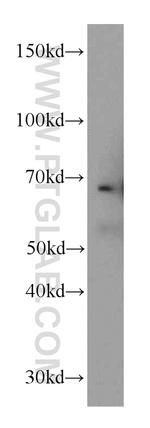 Fibulin 5 Antibody in Western Blot (WB)