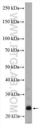 Endothelin 1 Antibody in Western Blot (WB)