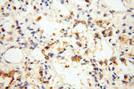 VPS33B Antibody in Immunohistochemistry (Paraffin) (IHC (P))