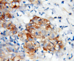 WWP2 Antibody in Immunohistochemistry (Paraffin) (IHC (P))