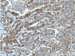 USP25 Antibody in Immunohistochemistry (Paraffin) (IHC (P))