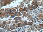 USP25 Antibody in Immunohistochemistry (Paraffin) (IHC (P))