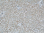 ABHD5 Antibody in Immunohistochemistry (Paraffin) (IHC (P))