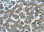 ABHD5 Antibody in Immunohistochemistry (Paraffin) (IHC (P))