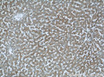 ABHD5 Antibody in Immunohistochemistry (Paraffin) (IHC (P))