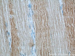 ABHD5 Antibody in Immunohistochemistry (Paraffin) (IHC (P))