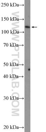 MATR3 Antibody in Western Blot (WB)