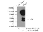 TTRAP Antibody in Immunoprecipitation (IP)