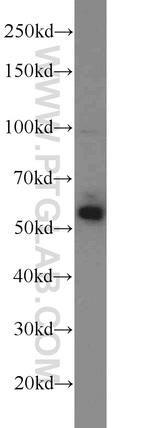 TRIM27 Antibody in Western Blot (WB)