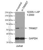 TRIM27 Antibody in Western Blot (WB)