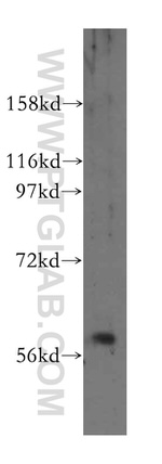 TRIM27 Antibody in Western Blot (WB)