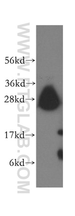 Syntaxin 8 Antibody in Western Blot (WB)