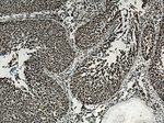 CREB1 Antibody in Immunohistochemistry (Paraffin) (IHC (P))