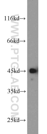 CREB1 Antibody in Western Blot (WB)