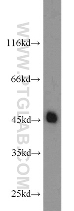 CREB1 Antibody in Western Blot (WB)