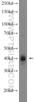 CREB1 Antibody in Western Blot (WB)