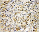 CTRP1 Antibody in Immunohistochemistry (Paraffin) (IHC (P))