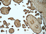 CTRP1 Antibody in Immunohistochemistry (Paraffin) (IHC (P))