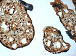 CTRP1 Antibody in Immunohistochemistry (Paraffin) (IHC (P))