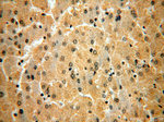 CPOX Antibody in Immunohistochemistry (Paraffin) (IHC (P))